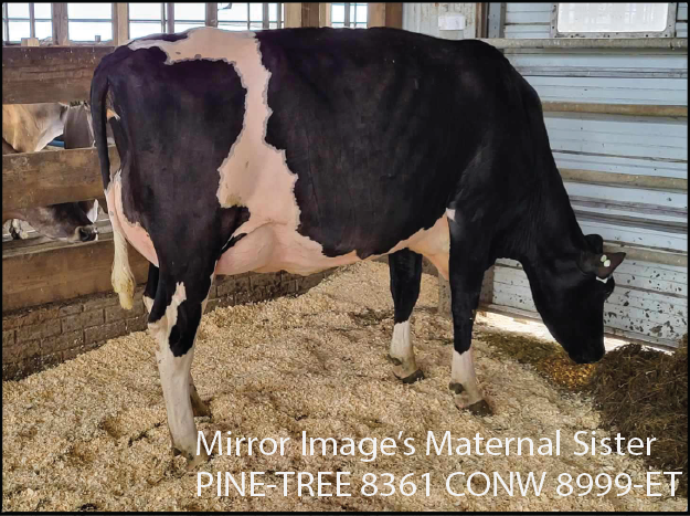 Mirror Image's Maternal Sister: PINE-TREE 8361 CONW 8999-ET